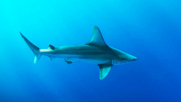 istock Beautiful Oahu,Hawaii underwater Pictures 1439649470
