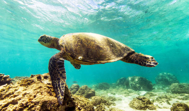 istock Beautiful Oahu,Hawaii underwater Pictures 1439649471