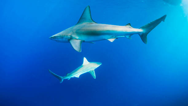 istock Beautiful Oahu,Hawaii underwater Pictures 1439649575