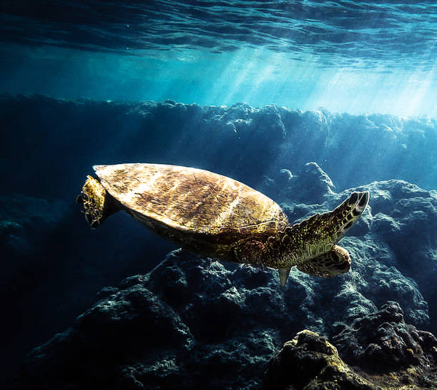 istock Beautiful Oahu,Hawaii underwater Pictures 1439649602
