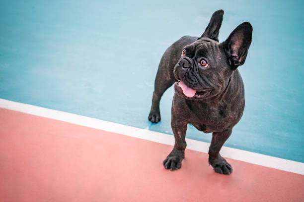 istock Frecnch Bulldog playing at park 1439651510