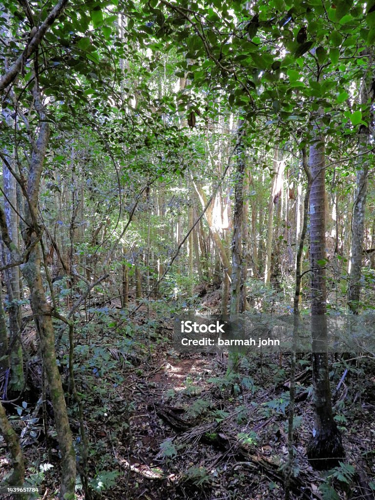 Manning Point, NSW, Australia Sub-Tropical rainforest on  the Mid North Coast Australia Stock Photo