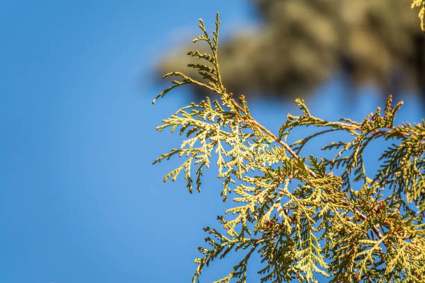 istock Autumn Thuja branches in the sunset light.. Autumn background 1439654079