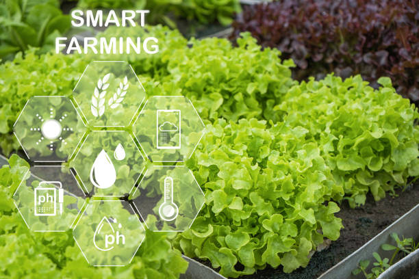 istock Internet of things agriculture plant salad vegetable 1439654763