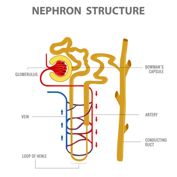 illustrazioni stock, clip art, cartoni animati e icone di tendenza di progettazione scientifica della struttura del nefrone nell'illustrazione vettoriale del rene - glomerulus