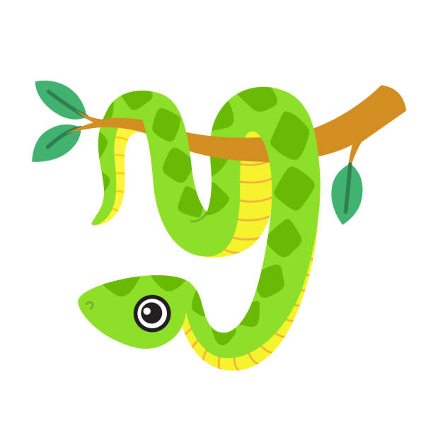 Cute snake, a smiling boa character hanging on a tree branch. Vector illustration isolated on a white background Cute snake, a smiling boa character hanging on a tree branch. Vector illustration on white background gallus gallus stock illustrations