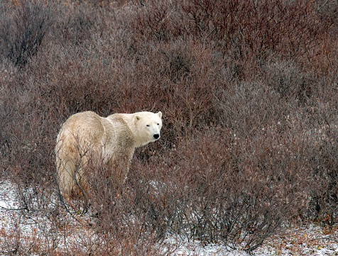 Horizontal frame of an adult polar bear walking away toward and into some willows on the tundra in Manitoba. As it reaches the edge of the willows it stops, looks back as if in goodbye