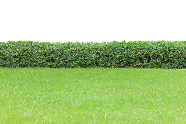 istock Tropical plant flower bush shrub tree isolated on white background with clipping path 1439659521