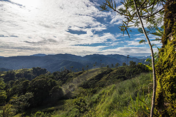 istock rural landscape with trees and vegetation on a sunny morning 1439662002