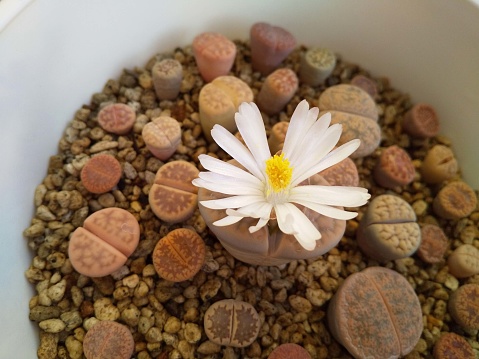 Succulent plant lithops flower. Lithops with white flowers. Colorful and cute plant. Photo.