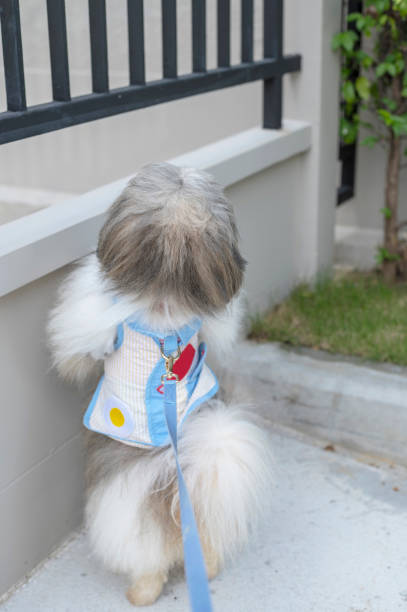 istock Little dog looking inside the wall seeking something 1439664988