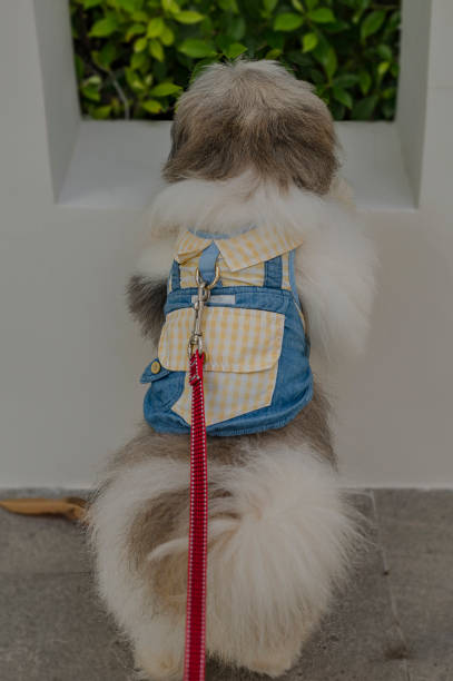 Little dog looking inside the wall seeking something