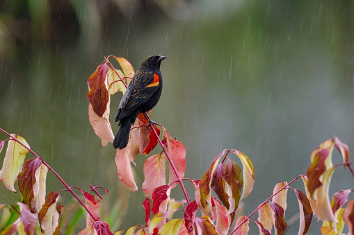 A Red-winged Blackbird perched on fall colored leaves. Rain in the background.