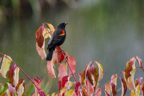 Red-winged Blackbird Agelaius Phoeniceus Perched Rain Fall Colors Oregon stock photo