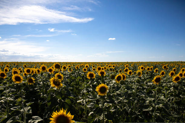 istock Sunflower field landscape close up 1439668706