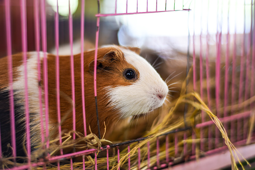 Self guinea pig sitting in opened cage