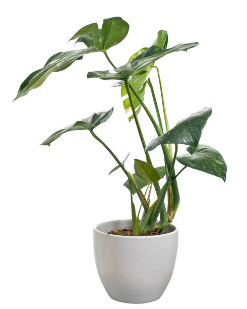 istock Variegated Monstera plant in white pot, Monstera Thai Constellation, isolated on white background, with clipping path 1439669347