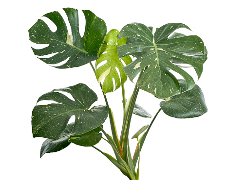 Variegated Monstera plant, Monstera Thai Constellation leaves, isolated on white background, with clipping path