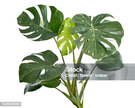 istock Variegated Monstera plant, Monstera Thai Constellation leaves, isolated on white background, with clipping path 1439669350