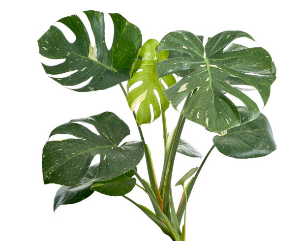 Variegated Monstera plant, Monstera Thai Constellation leaves, isolated on white background, with clipping path Variegated Monstera plant, Monstera Thai Constellation leaves, isolated on white background, with clipping path cheese plant stock pictures, royalty-free photos & images