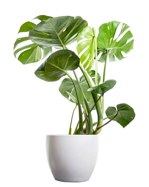istock Variegated Monstera plant in white pot, Monstera Thai Constellation, isolated on white background, with clipping path 1439669357
