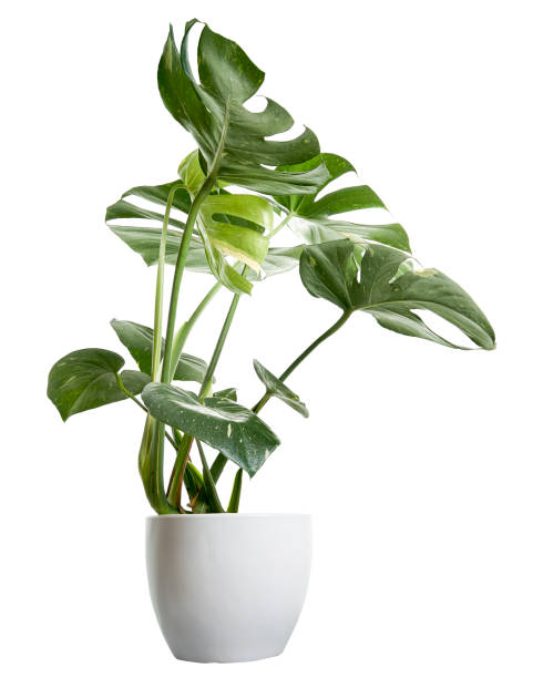 Variegated Monstera plant in white pot, Monstera Thai Constellation, isolated on white background, with clipping path