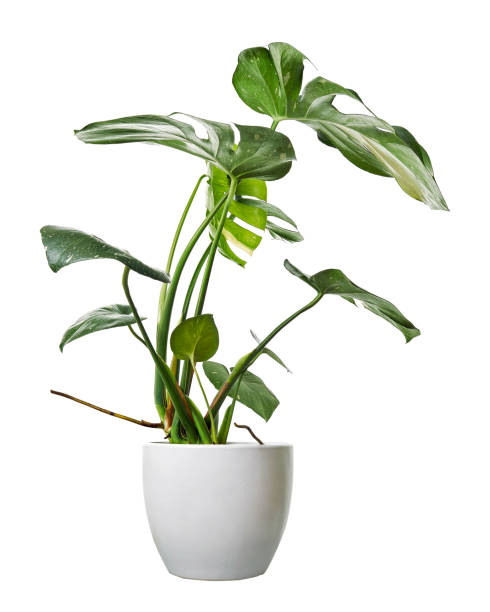 istock Variegated Monstera plant in white pot, Monstera Thai Constellation, isolated on white background, with clipping path 1439669362
