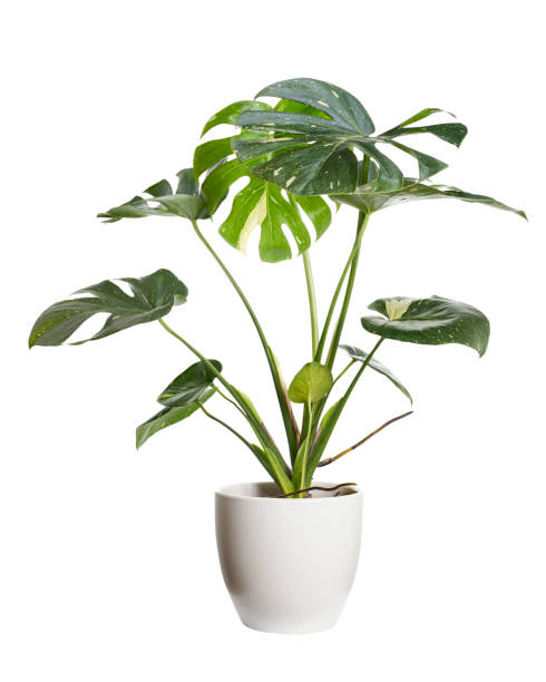 istock Variegated Monstera plant in white pot, Monstera Thai Constellation, isolated on white background, with clipping path 1439669364