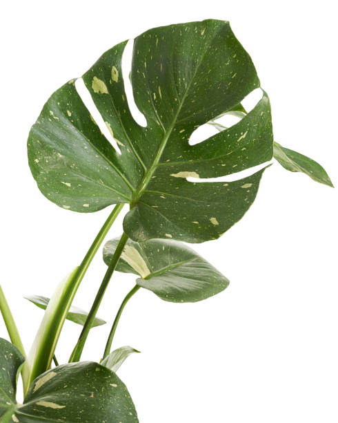 istock Variegated Monstera plant, Monstera Thai Constellation leaves, isolated on white background, with clipping path 1439669384