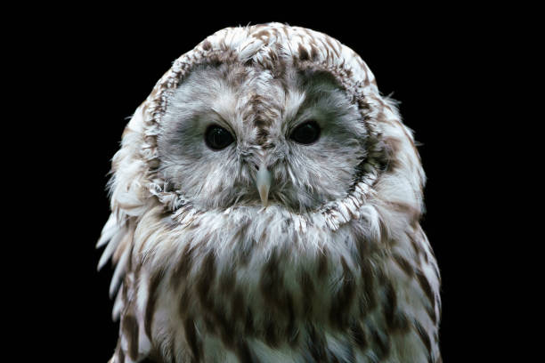 istock Ural owl (Strix uralensis). Nocturnal owl on black background 1439669687