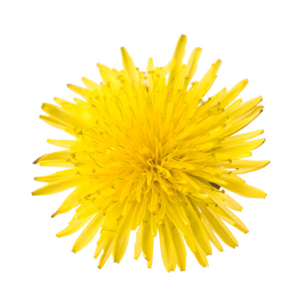 istock Dandelion flower isolated on white background 1439670791