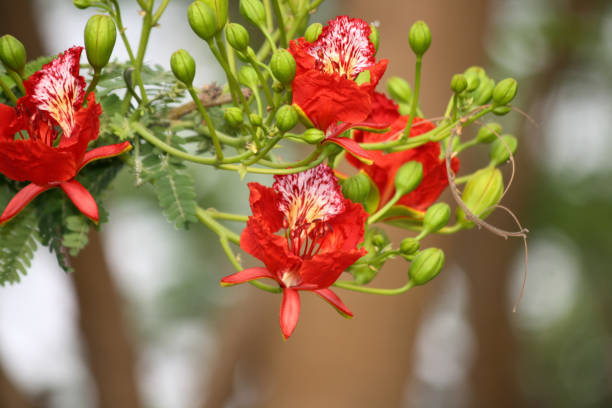 Royal poinciana flowers (Delonix regia) in bloom : (pix SShukla) Royal poinciana (Delonix regia), also known as Gulmohar, is a species of flowering plant in the bean family Fabaceae and is native to Madagascar. It has fern-like leaves and is known for its flamboyant display of orange-red flowers. In many tropical regions it is grown as an ornamental tree and it’s common names are flamboyant, flame of the forest (name also given to other species of the same family), or flame tree. It is a non-nodulating legume. regia stock pictures, royalty-free photos & images