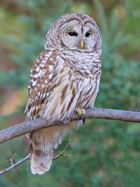 istock Barred Owl standing on a tree branch with green background 1439673274