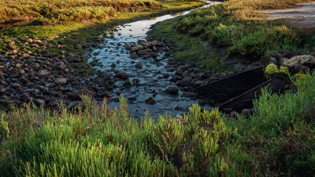 istock Creek Flowing Through Carpinteria Salt Marsh 1439673299