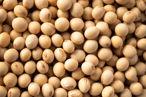 High angle view shot of soybeans for background material.