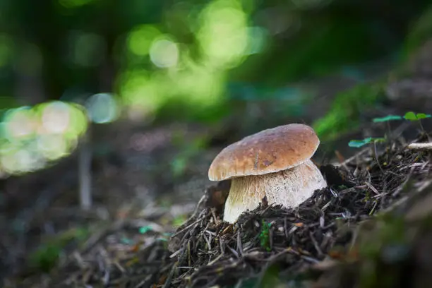 Boletus edulis - edible mushroom. Boletus growing in the central Europe forests. Other names: cep, porcino, dubak, penny bun, porcini, king bolete
