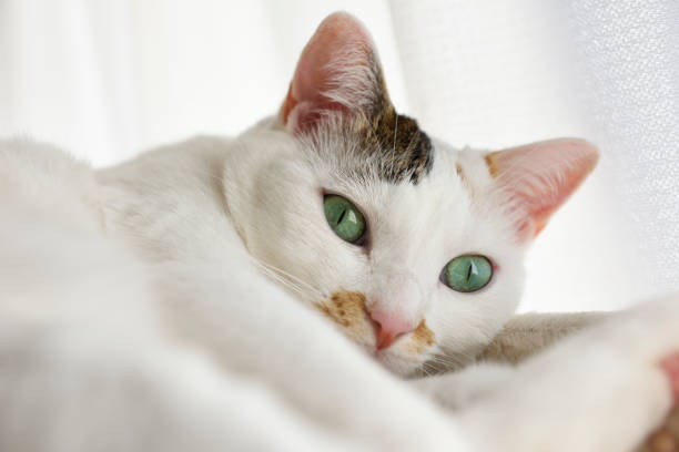 Close-up of relaxing white cat at window sill with sunlight.
