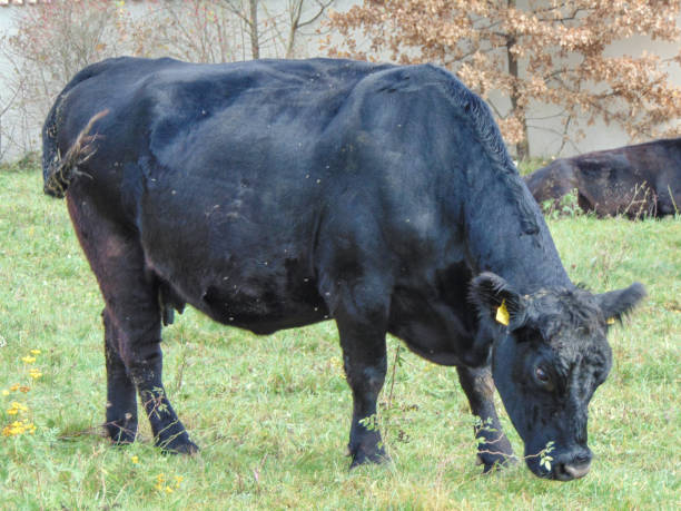 istock A black angus cow grazing grass. Black angus cow 1439676650