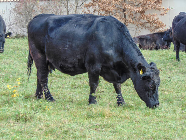 istock A black angus cow grazing grass. Black angus cow 1439676660