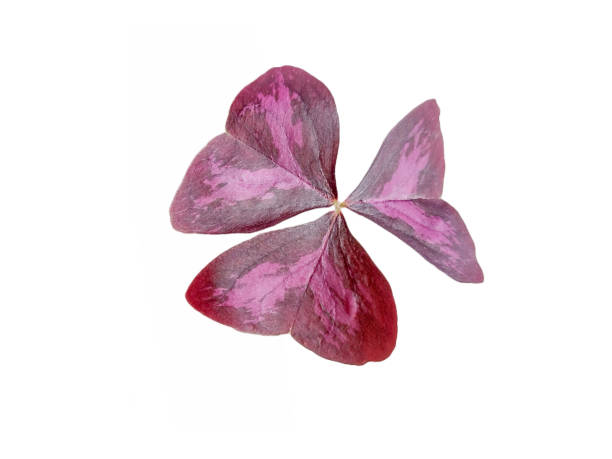 Purple Shamrock plant isolated on white. Oxalis triangularis plant Purple Shamrock plant isolated on white. Oxalis triangularis plant oxalis triangularis stock pictures, royalty-free photos & images