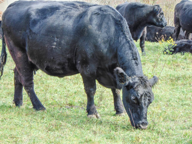 istock A black angus cow grazing grass. Black angus cow 1439676713