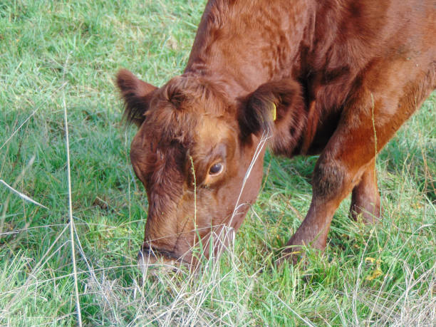 istock A red angus cow grazes grass 1439676748