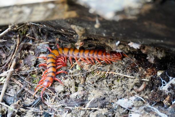 centopeia gigante de sumatra - centipede poisonous organism toxic substance insect - fotografias e filmes do acervo