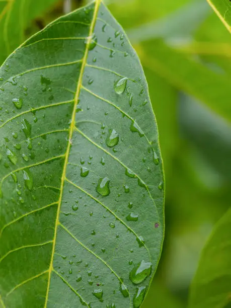 Rain drops on walnut leaf