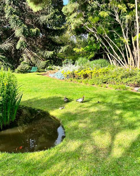 istock Duck family on lawn 1439678981