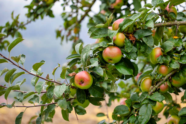 pommes mûres suspendues à une branche de pommier - apple apple tree branch fruit photos et images de collection