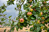 Ripe apples hanging on a branch of an apple tree