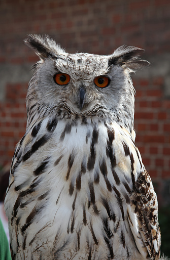 The models of owls created on the 3d printer stand on the desktop of 3d printer close-up. Progressive modern additive technologies 4.0 industrial revolution. Blue gray color.