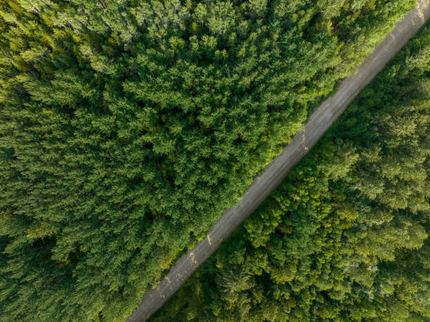 istock Aerial view of a forestry road through a pristine forest 1439681522
