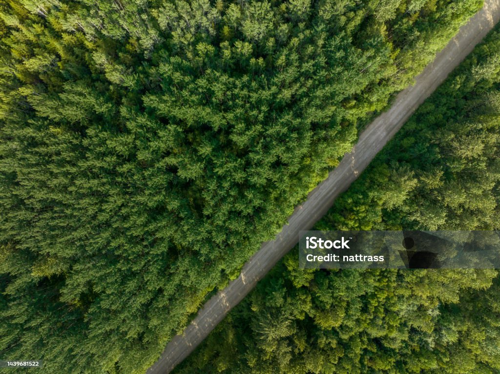 Aerial view of a forestry road through a pristine forest Drone view of a lush green coastal forest with a forestry road. Beauty in nature. Environmental conservation backgrounds. Backgrounds Stock Photo